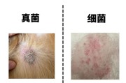 养狗易患皮肤病的问题（了解养狗容易得皮肤病的原因与预防方法）