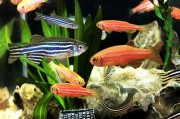 养热带鱼的水质管理技巧（科学换水时间和关键要点）