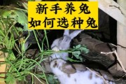 新手养兔注意事项（了解兔子成年时期及养护要点）