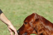 如何有效地和宠物交流（以训犬为例，让你的宠物听话）