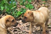 让你的沙皮犬在秋季健康成长（让你的沙皮犬在秋季健康成长）