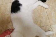 新领养的小猫为何晚上一直叫？（探究小猫夜晚不停叫唤的原因与应对方法）