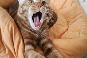 为什么猫喜欢和人睡？（探寻猫咪喜欢与人共同睡眠的原因和益处）