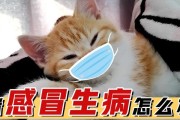 如何在家里辨别猫咪是否发烧？（通过测量体温来判断猫咪是否发烧）