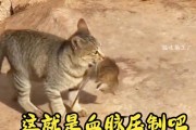 猫的天性（探究猫咪为何喜欢抓东西）