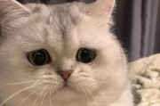 猫为什么趴在身上老叫？（探究猫咪行为中的身体语言及需求）