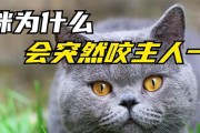 为什么猫咪喜欢咬尾巴？（揭开猫咪咬尾巴的原因与解释）