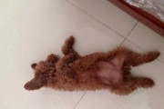 泰迪为什么喜欢舔尿？（探索泰迪舔尿行为的原因和背后的生物学因素）