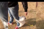 猫为什么会边蹭边吃（探索猫咪蹭食行为的原因与意义）