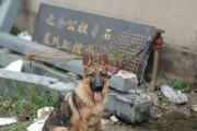 宠物健康的保障——德国牧羊犬饲养指南（宠物健康的保障——德国牧羊犬饲养指南）