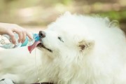 萨摩耶生病的症状大揭秘（宠物狗生病了怎么办？萨摩耶的生病表现你知道吗？）