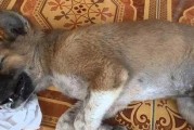 犬瘟的发病时间及关键因素（揭秘犬瘟发病的关键因素及预防措施）