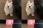 以西高地白梗应该选择什么样的天然无污染狗粮？（为你的以西高地白梗提供健康营养的饮食选择！）