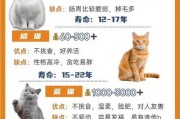 选择少有人养的猫，打造与众不同的宠物生活（以烂大街之外的猫为伴，享受独特的养宠乐趣）