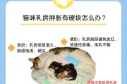 如何野路子喂养未断奶幼猫？