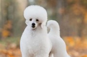 贵宾犬的多彩世界（探索贵宾犬不同颜色的魅力）