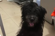 探秘小毛毛狗（小毛毛狗的特点、性格和适应环境）