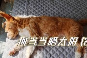 为什么狗每天需要适量的太阳光？（揭开狗每天晒太阳的好处及注意事项）