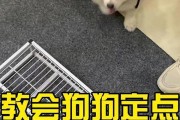 耐心是教会幼犬定点大小便的关键（以狗在窝排便，在厕所睡觉的训练方法）