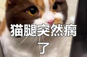 猫腿瘸了多久才能自愈？（探讨猫腿伤情的康复时间及关键因素）