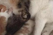 小猫的眼睛（揭开小猫睁眼的神秘面纱，探索成长的奇迹）
