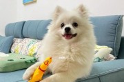 博美八个月的成长日记（探索世界的好奇小博美）