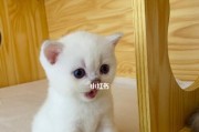 猫咪产后饮食需求——健康喂养小猫的关键（探寻猫咪产后饮食的正确方法和要点）