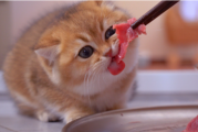 猫咪必吃的5种高营养肉类，你家主子打卡了几款？