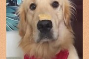 为什么人狗不能对眼？（探索人类与狗类的眼睛交流之障）