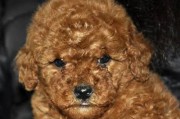 纯种泰迪犬的特征与判读方法（教你6个判读方法，轻松辨认纯种泰迪犬）