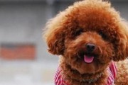 如何给泰迪狗狗补钙（正确的补钙方法让你的宠物更健康）
