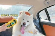 萨摩耶狗的饮食需求与养护方法（科学合理的饮食可以提升萨摩耶狗的健康水平）