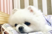 狗狗为什么喜欢趴床下？（探究狗狗爱趴床下的原因）