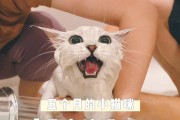 小猫咪洗澡的5大要点（让宠物爱上洗澡，照顾它们的健康）