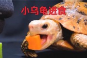 普通龟的饮食习性与喜好（探索普通龟的饮食习性及如何为其提供适宜的饮食）