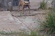 探秘以杂交比特犬为主题的新一代宠物犬（拥有无限潜能的杂交比特犬）