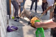 比特犬咬住不放的原因及解决方法（探究比特犬攻击性行为的背后原因和有效应对方法）