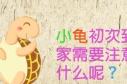 探秘半水龟的奥秘（了解半水龟的生态习性与保护意义）