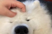 萨摩耶喜欢什么样的磨牙棒？（了解萨摩耶的磨牙需求，选择合适的磨牙棒）
