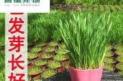 狗为什么老吃草？（探究狗狗吃草的原因与解决方法）
