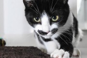 猫咪的胡须（揭秘猫咪胡须的奥秘，让你更加了解它们的生活）
