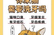 猫咪牙结石的处理方法（保护宠物口腔健康的关键措施）