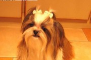 如何给你的宠物西施犬进行美容（关注你的宠物健康，让西施犬变得更可爱）