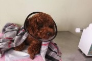 犬瘟中晚期症状（详解犬瘟病晚期的症状及治疗措施）