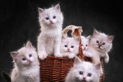 世界各地的猫咪（探索全球猫咪的多样性与美丽）